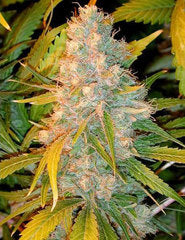 LUI legends ultimate indica single seeds