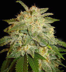 La Bella Afrodita Automatic seeds