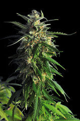 La Blanca Kannabia single feminized seeds