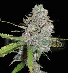 La Diva Automatic delicious single seeds