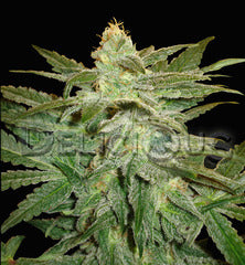 La Fruutta di Venus single seeds