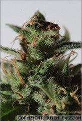 La Lybella marijuana seeds