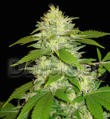 La Musa Automatic single seeds