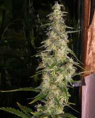 La Nina single seeds