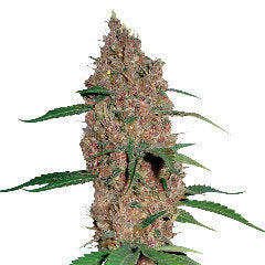 Laughing Buddah single seeds