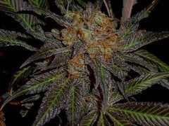 Lavender single seeds