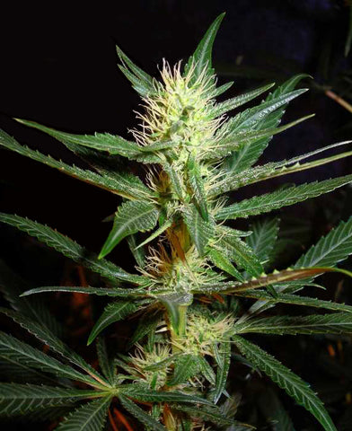 Lemon Freeze marijuana seeds