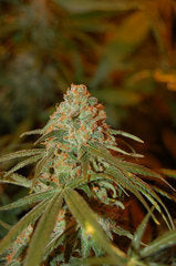 Lemon Skunk single seeds