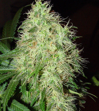 licorice Orange Crush marijuana seeds