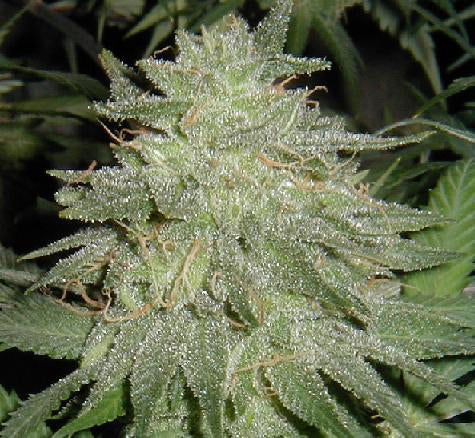 lifesaver marijuana seeds