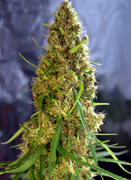 light of jah marijuana seeds
