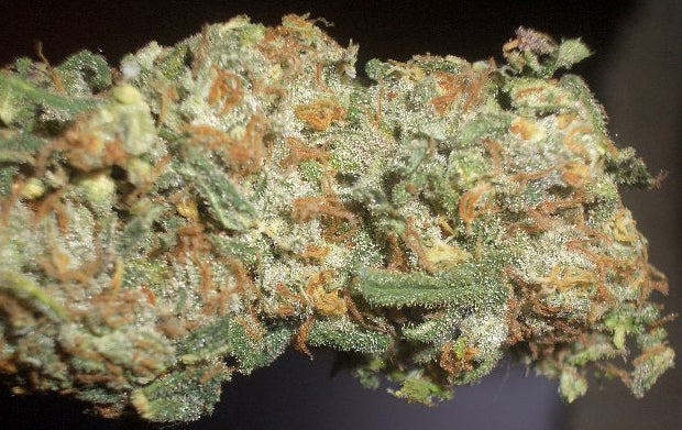 lionheart marijuana seeds