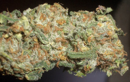 lionheart marijuana seeds