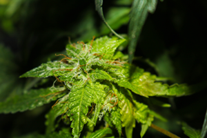 Los Angeles kush marijuana seeds