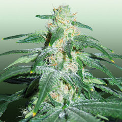 Love Cheese single seeds