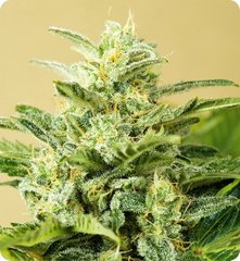 Low Girl Automatic seeds