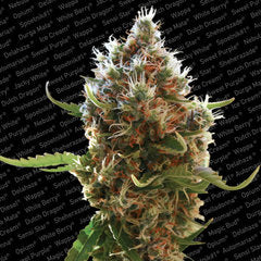 Lucid Bolt paradise single seeds