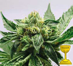 MK-Ultra marijuana seeds