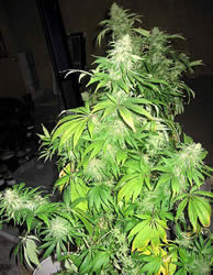 Critical mass