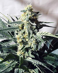 G13 White Widow
