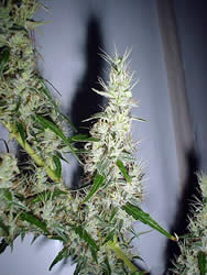 Mango Haze