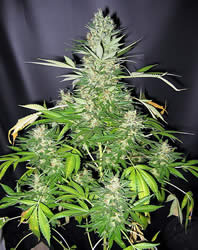 masterkush x skunk