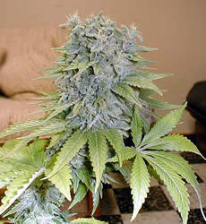 Medicine Man