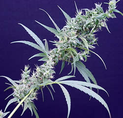 nevilles haze x mango