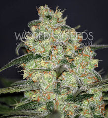 Madness single seeds