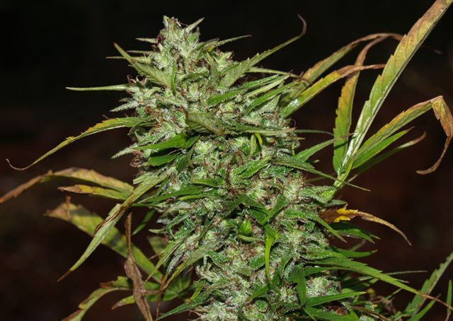 magical sativa seed