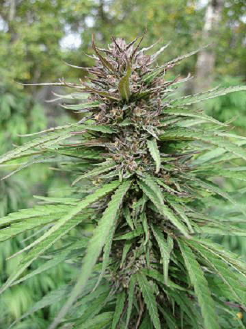 Manitoba poison seeds