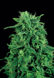 Maple leaf marijuana seeds