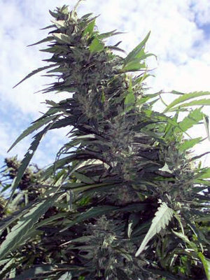 Margoot marijuana seeds