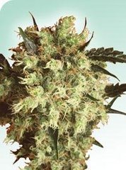 Marley's Collie single seeds