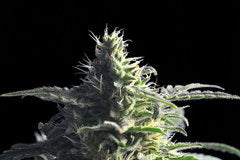 Mataro blue single seeds