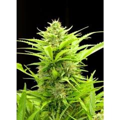 Maxi GoM single seeds