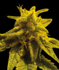 Mazar Kush seeds