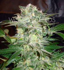 Mazar Kush marijuana single seed