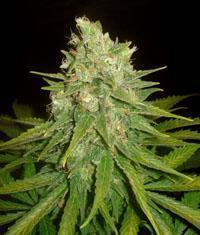 Mazar x Great White Shark seeds