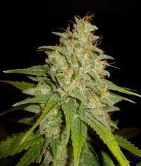 Mazar x White Rhino seeds