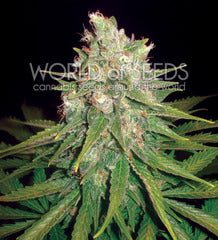 Mazar x Great White Shark single seed
