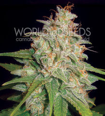 Mazar x White Rhino single seeds