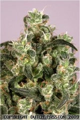 Mekong High single seeds