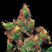 Midnight Kush single seeds