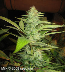 Milk single seeds