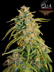 Missing single eva seeds