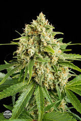 Moby Dick #2 single seeds
