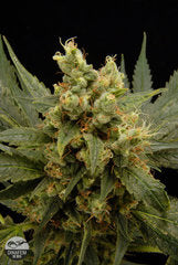 Moby Hash single seeds
