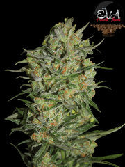 Monster eva single seeds