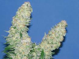 Mota Khan Afghana - feminized seeds